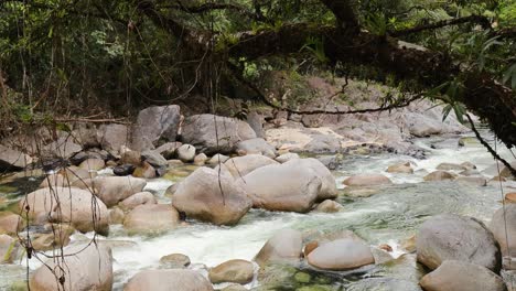 A tranquil river flows over rocks in a lush rainforest setting, framed by hanging branches