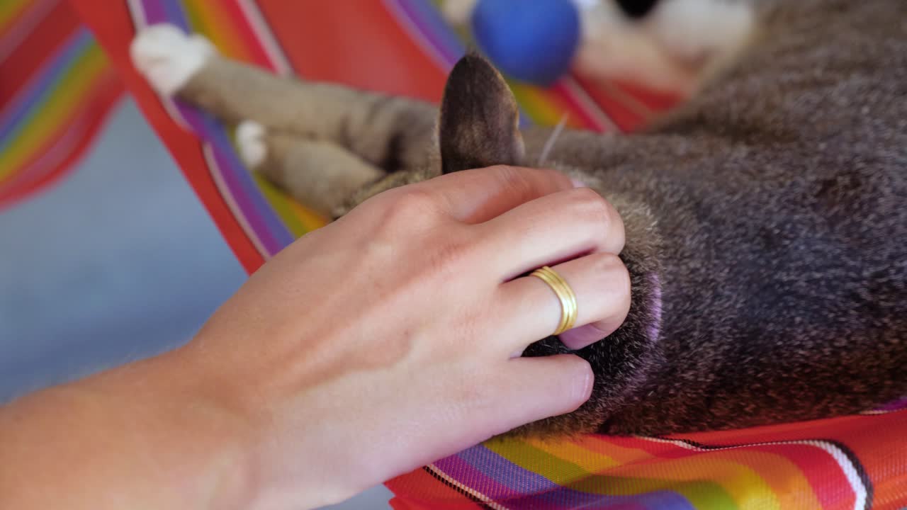 잠자는 고양이가 여자의 손에 껴안는 슬로우 모션 샷