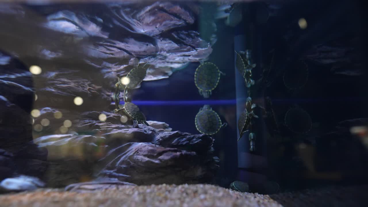 수족관 에 있는 거북이 들