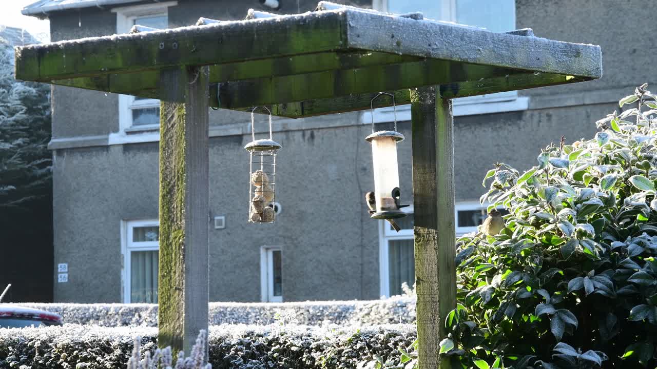 영국 정원을 오가는 새들