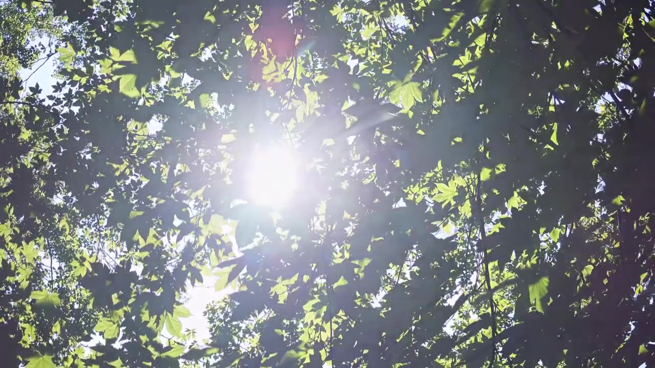 Sunlight Filtering Through Green Tree Leaves in Forest
