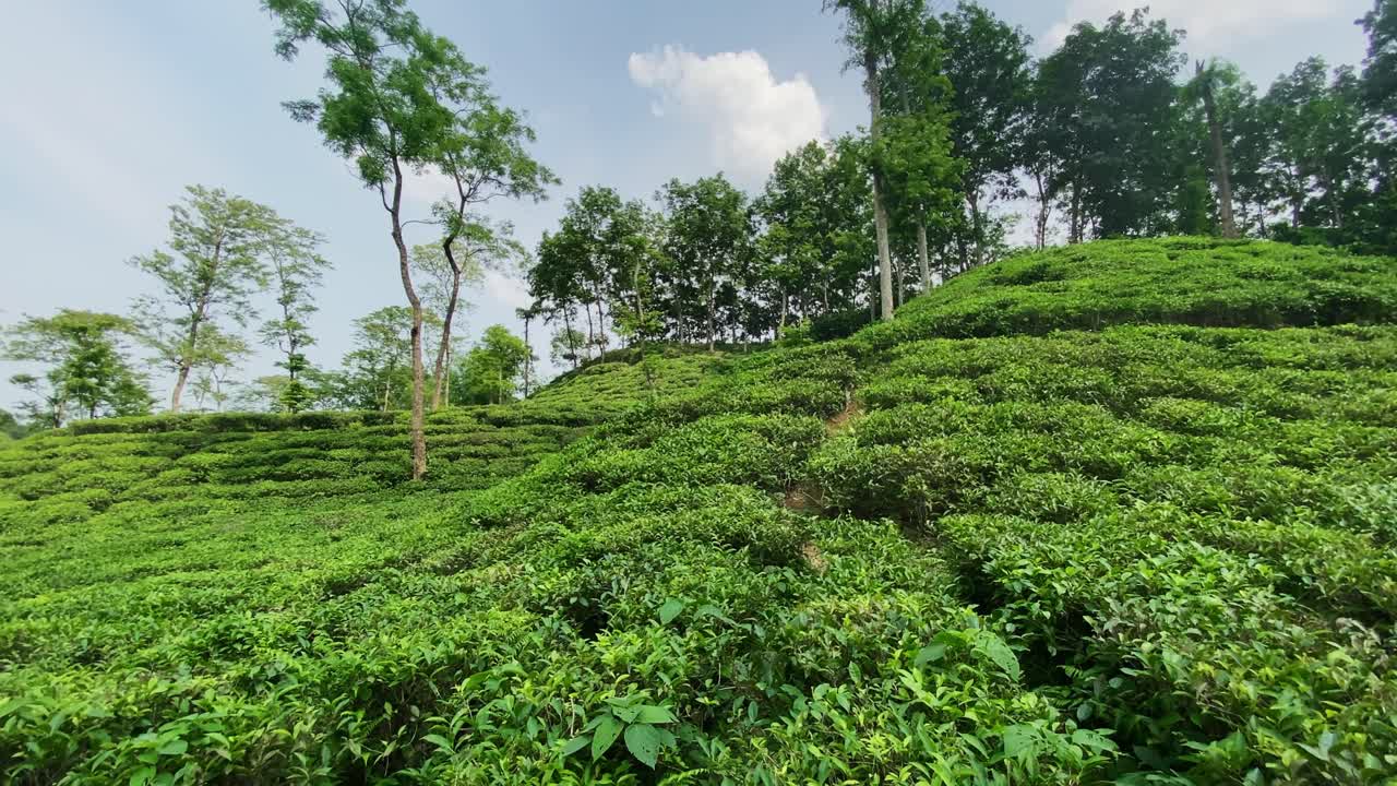 Scenic Tea Garden Landscape