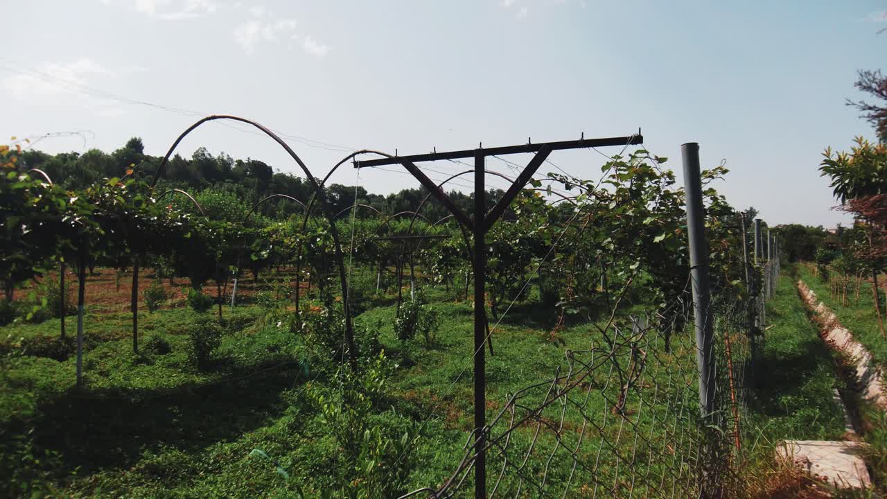 Tea Garden Shinkiari (Roupi) Tea grown in Pakistan.