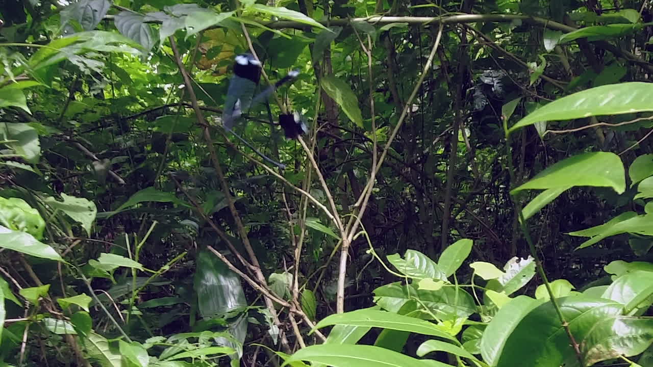 una mosca gigante de alas azules revolotea en la cálida jungla tropical de honduras