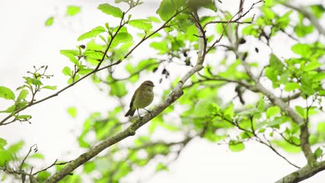 Common-Chiffchaff-frontal-portrait-view-in-tree-as-it-takes-off-in-flight