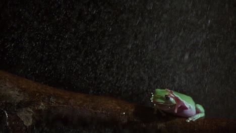 Rana-Limpiando-Los-Ojos-Mojados-Bajo-La-Lluvia