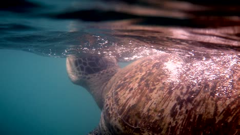 close up of huge female old big sea turtle swimming in deep blue ocean among coral reef, ascends to the surface to breathe of air. close up. ocean wildlife