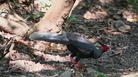 Picking-and-eating-some-grains-and-corn-grits-in-the-forest-floor-of-the-undergrowth-of-a-national-park-in-Thailand,-a-Kalij-Pheasant-Lophura-is-having-its-fill,-while-a-Bulbul-is-hopping-behind-it