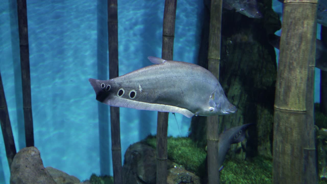 물속에서 다채롭고 희귀한 물고기의 근접 사진