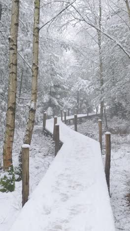 snowy forest pathway