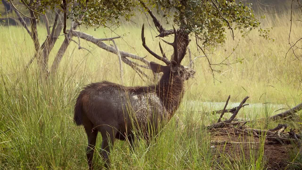 sambar rusa unicolor es un gran ciervo nativo del subcontinente indio, el sur de china y el sureste de asia que está catalogado como una especie vulnerable. parque nacional de ranthambore sawai madhopur rajasthan india