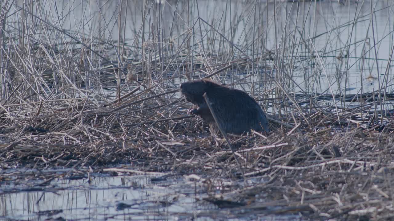 Wild beaver swimming in lake and making splashes