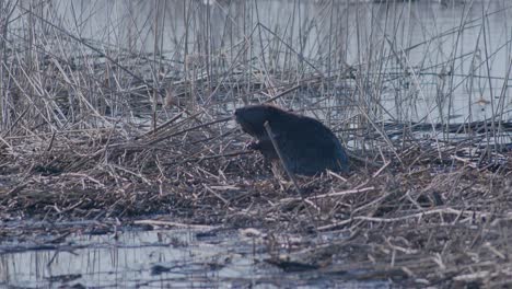 Wild-beaver-swimming-in-lake-and-making-splashes