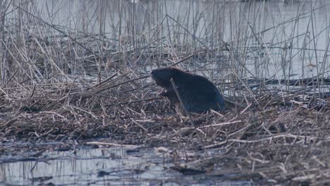 castor salvaje nadando en el lago y haciendo salpicaduras