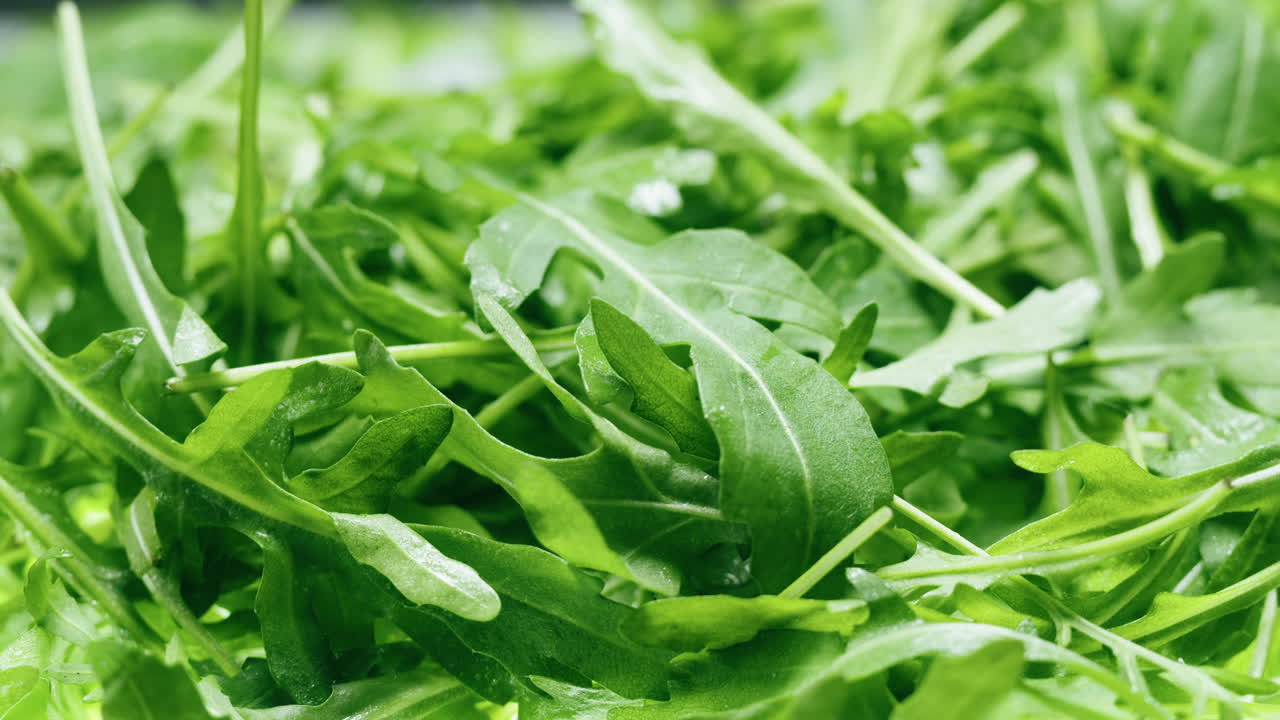 Close-up of fresh arugula