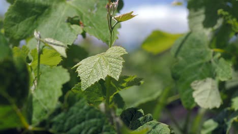 green leaves of grape vines at vineyard, close up