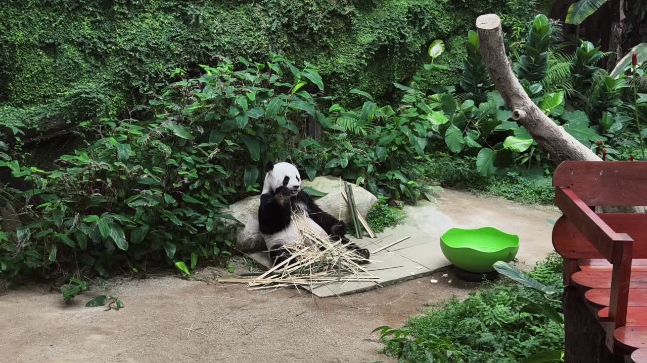 un panda comiendo bambú en un zoológico.