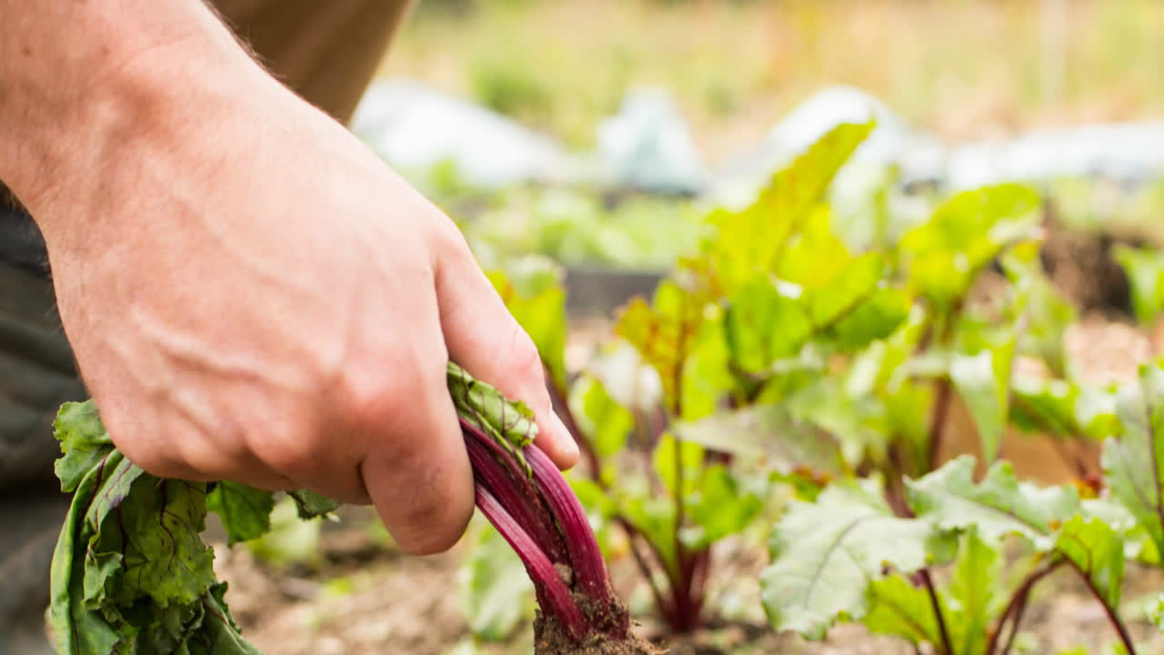 Animation of hand of gardener pulling vegetable from the ground
