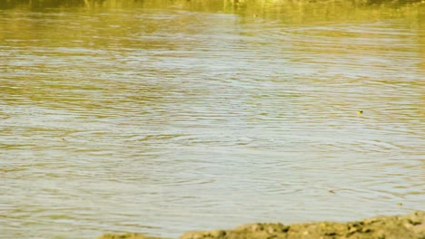 euphlyctis cyanophlyctis ranas capitán indias saltan a través de la superficie de agua ondulada en el humedal de bangladesh