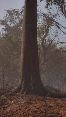 misty forest scene: a tranquil autumn landscape