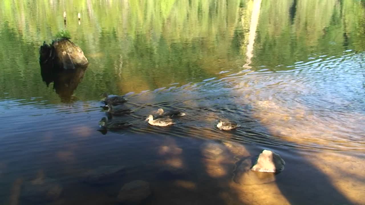 한 무리의 오리가 호수를 헤엄치고 있다