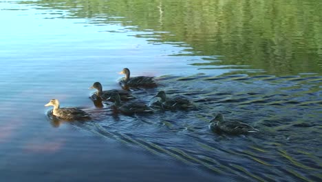 Un-Equipo-De-Patos-Rema-A-Través-De-Un-Lago