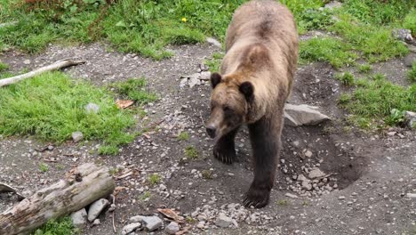 female brown bear walking slowly. alaska