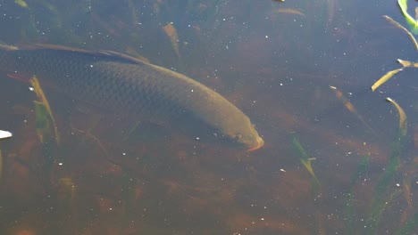 a wild carp fish swimming in the freshwater lake, close up shot