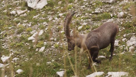 capricorn eats in the wild in a meadow-5