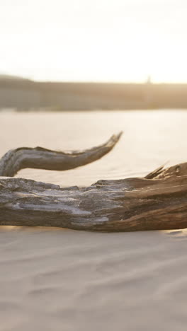 driftwood on a beach at sunset