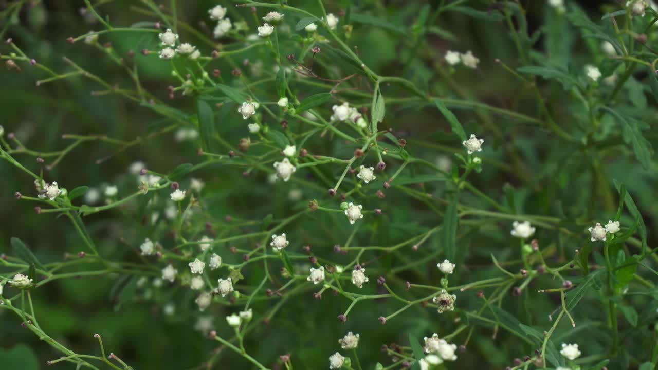 파르테니움은 꽃 분자에서 자라는 다양한 질병을 일으키는 독성 식물입니다.
