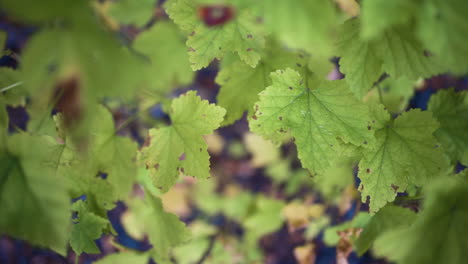 Pushing-into-branches-of-fall-green-leaves-as-they-dance-in-the-autumn-wind