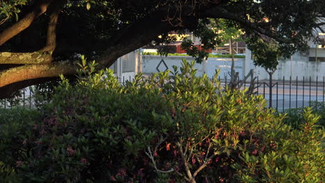 Some-Leaves-Illuminated-by-the-sunset