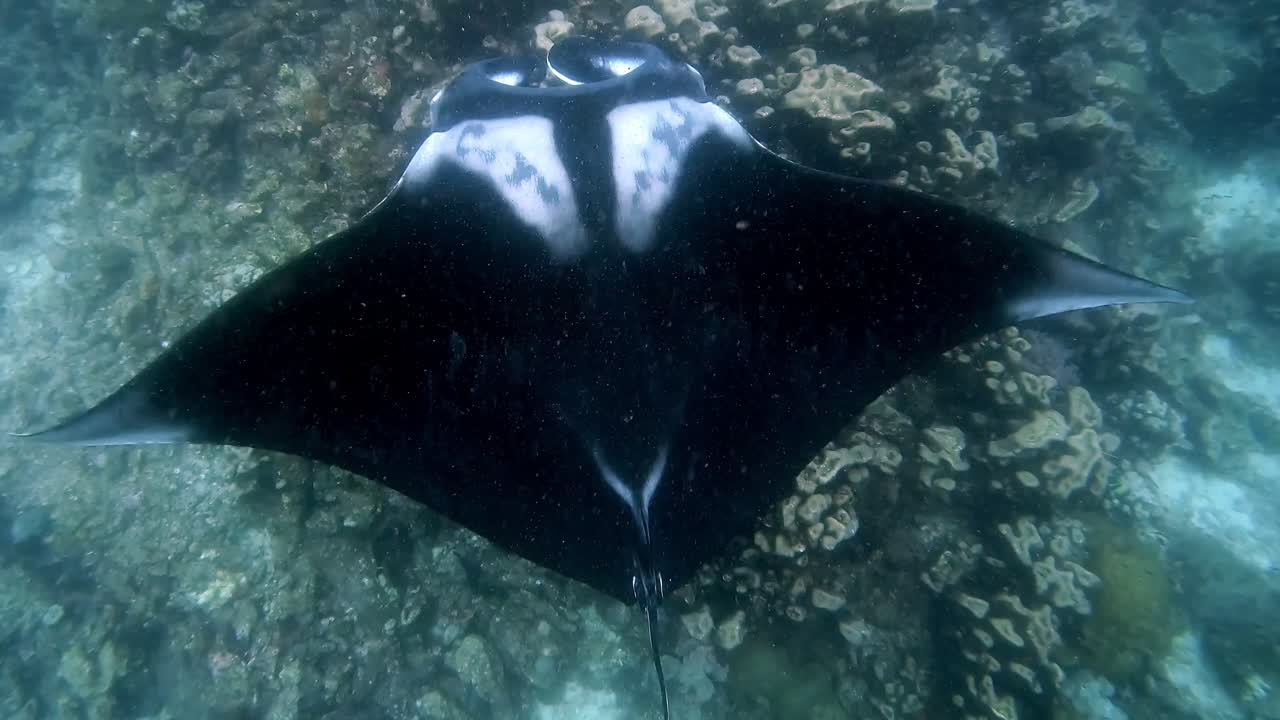 Top view of an Oceanic Manta Ray swimming slowly over a coral reef cleaning station for his cleaning ritual