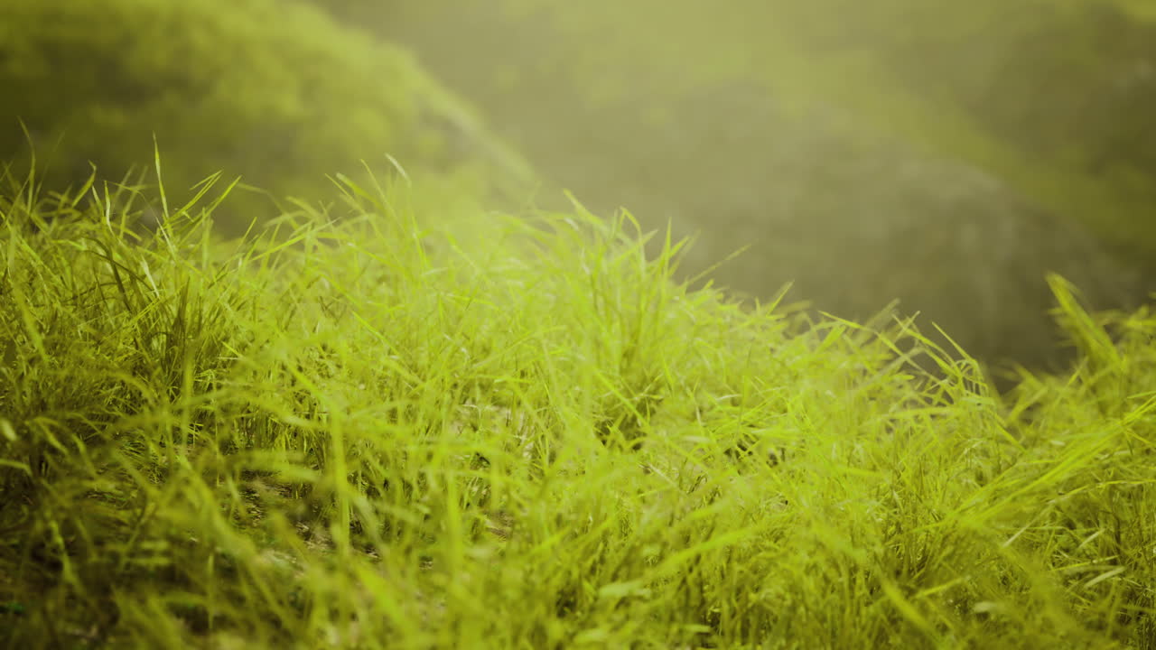 Lush green grass sways gently in the morning light on a hillside