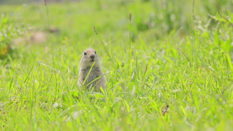 mountain caucasian ground squirrel or elbrus ground squirrel (spermophilus musicus) is a rodent of the genus of ground squirrels.