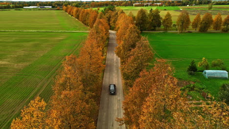 aerial tracking behind a suv driving between a row of trees in the countryside in autumn