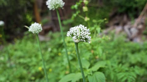 blooming white onion plant in the garden