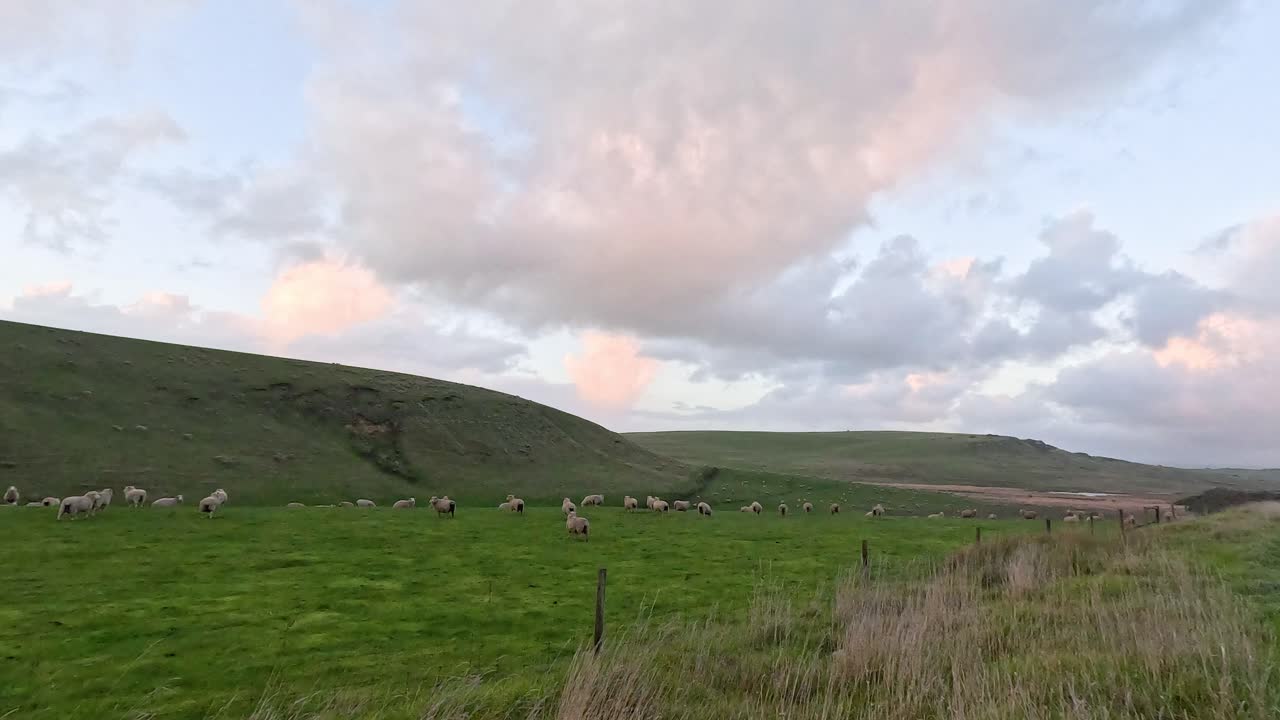 울창 한 초록 들판 에서 양 들 이 먹고 있다