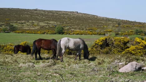 ponis salvajes pastando pacíficamente entre los escarpados brezos cerca de sharp tor en dartmoor, devon, inglaterra, reino unido