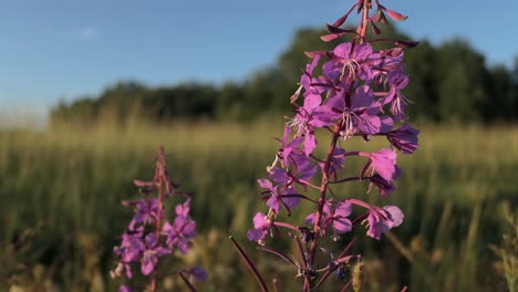 Fireweed,-purple-pink-flower-at-field,-countryside-background