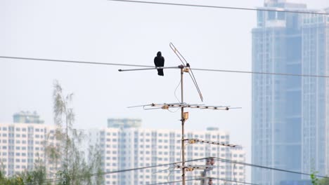 a crow perched on a home tv antenna in thailand by the city - wide shot