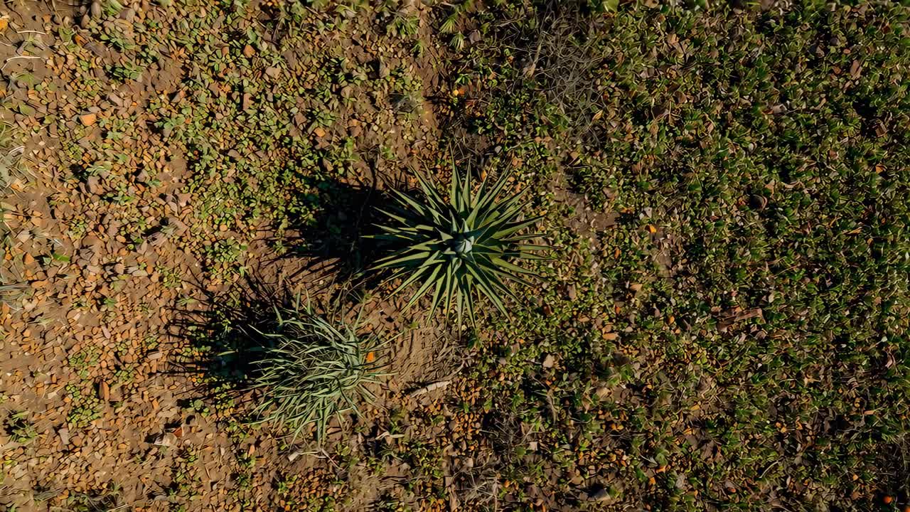 Cámara moviéndose y ajustándose para centrar dos agaves suculentos en tierra rocosa seca, proyectando sombras nítidas