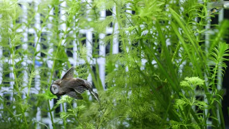 Slowmotion-wide-static-shot-of-an-algae-eater