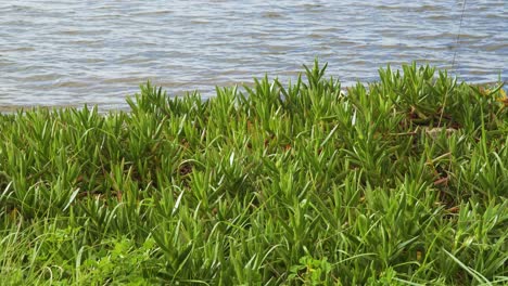 4k carpobrotus edulis plant, succulent belonging to the aizoaceae family in the bedside of a river ria de aveiro