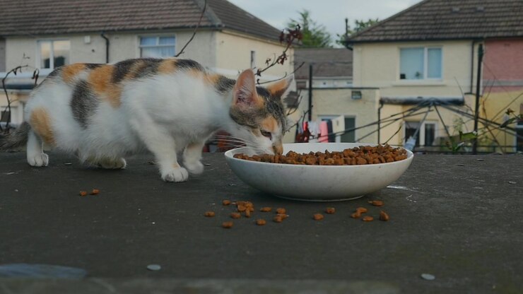 Um gato feral aproxima-se de uma tigela de comida pelo lado esquerdo e começa a comer lentamente. Câmera lenta