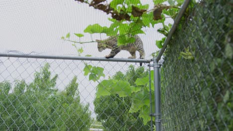 Striped-cat-climbing-a-chicken-coup-cage-searching-for-its-next-prey