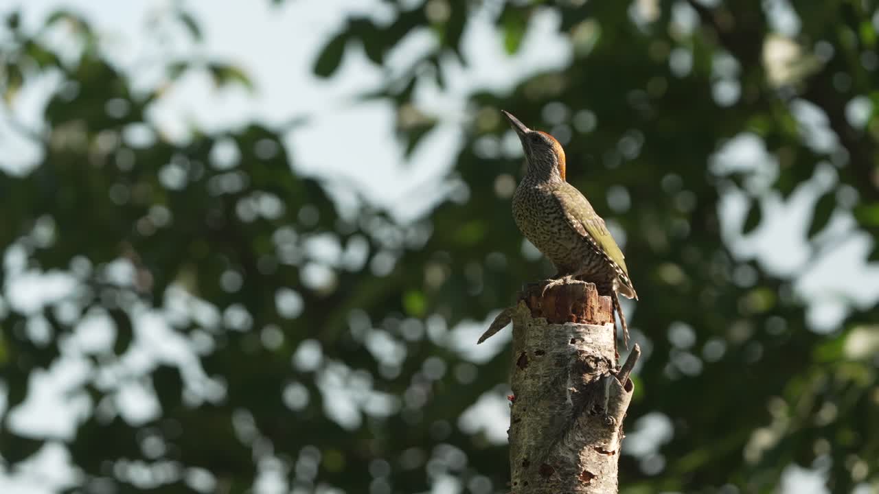 un pájaro carpintero hembra posado tranquilamente en un poste estudiando el medio ambiente
