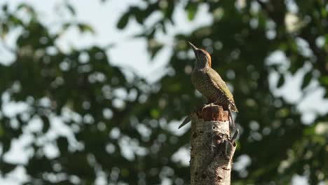 Un-Pájaro-Carpintero-Hembra-Posado-Tranquilamente-En-Un-Poste-Estudiando-El-Medio-Ambiente