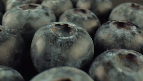 lots of blueberry bush fruit in the dark background. fresh edible berries ready to eat. antioxidants that reduce inflammation in the body.